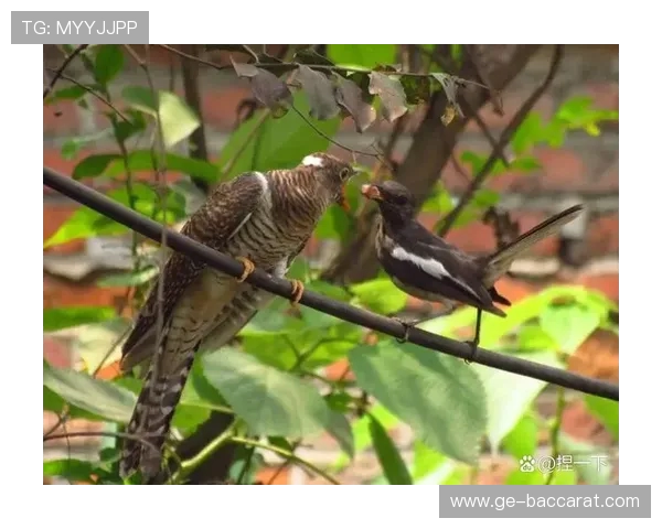 在这款游戏中鸟叫声与狗叫声交织出别样的自然氛围玩家体验感十足 在这款游戏中鸟叫声与狗叫声交织出别样的自然氛围玩家体验感十足